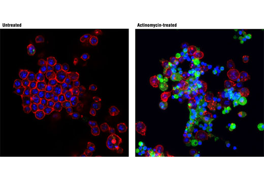 Immunofluorescence Image 1: Cleaved Drosophila Dcp-1 (Asp215) Antibody