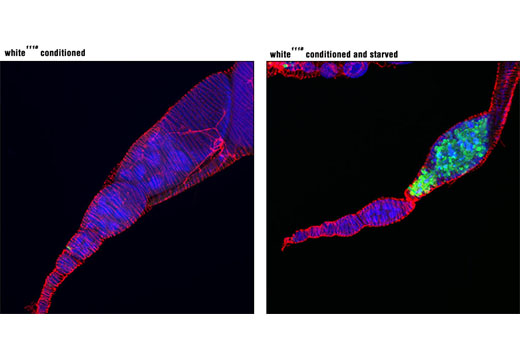Immunofluorescence Image 2: Cleaved Drosophila Dcp-1 (Asp215) Antibody