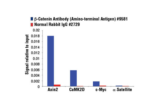 Chromatin Immunoprecipitation Image 1: β-Catenin Antibody (Amino-terminal Antigen)