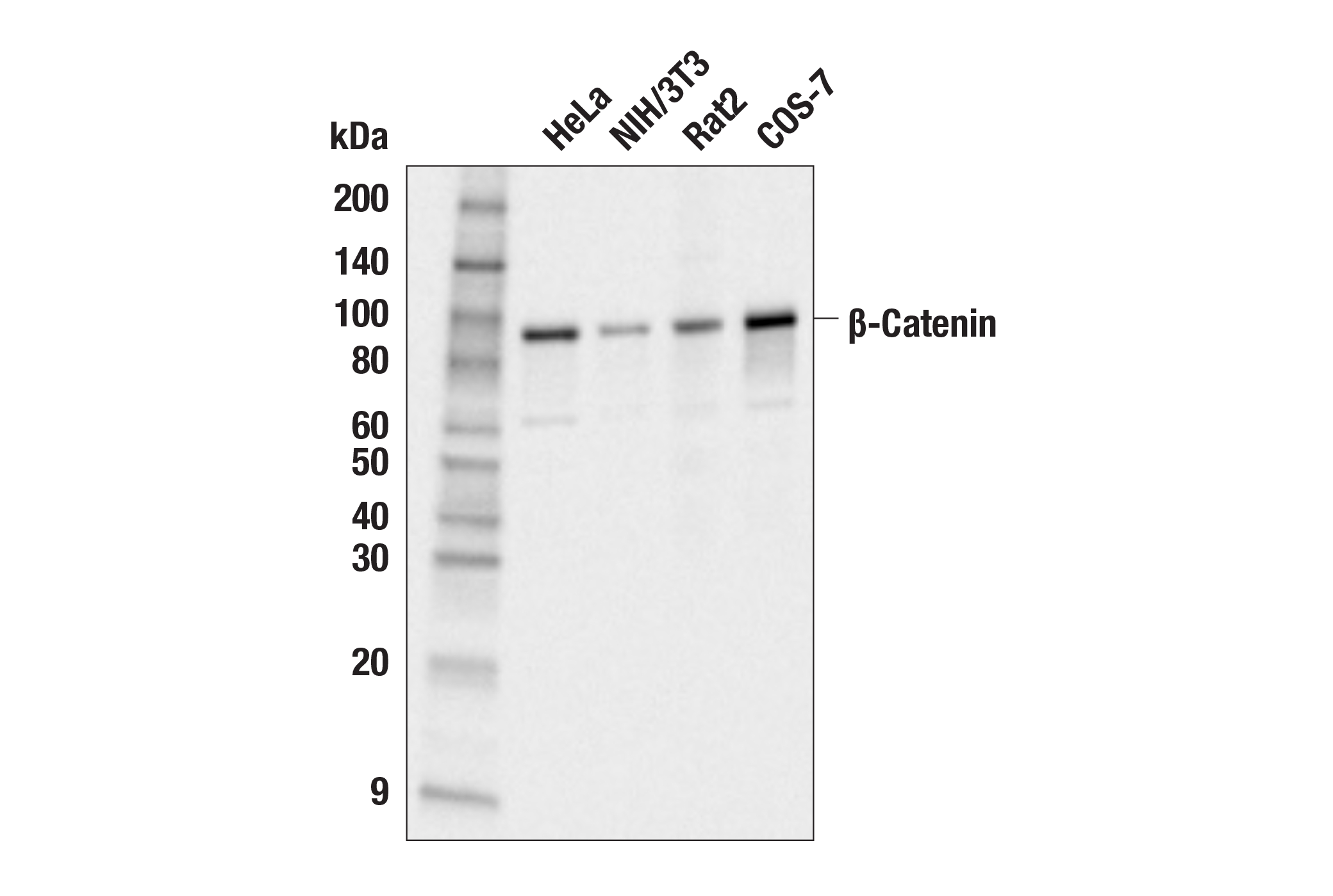 Western Blotting Image 1: β-Catenin (6B3) Rabbit mAb