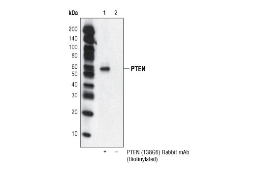 Immunoprecipitation Image 1: PTEN (138G6) Rabbit mAb (Biotinylated)