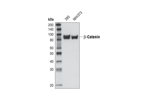 Western Blotting Image 2: β-Catenin Antibody (Carboxy-terminal Antigen)