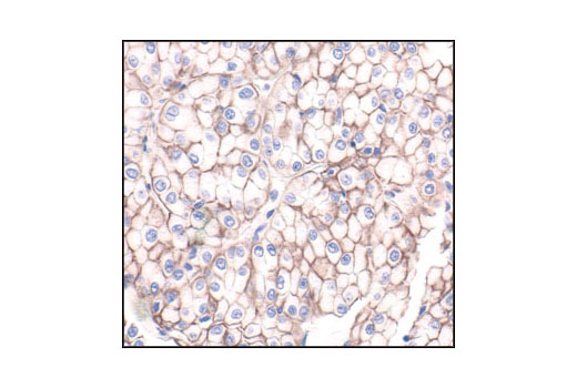 Immunohistochemistry Image 2: β-Catenin Antibody (Carboxy-terminal Antigen)