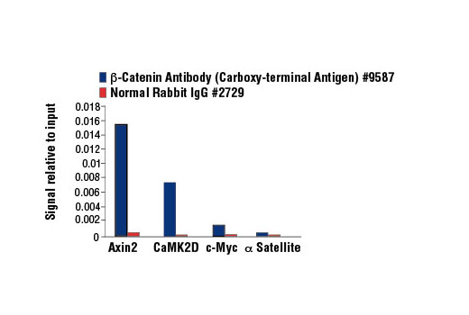Chromatin Immunoprecipitation Image 1: β-Catenin Antibody (Carboxy-terminal Antigen)