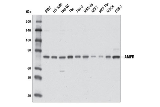 Western Blotting Image 1: AMFR Antibody