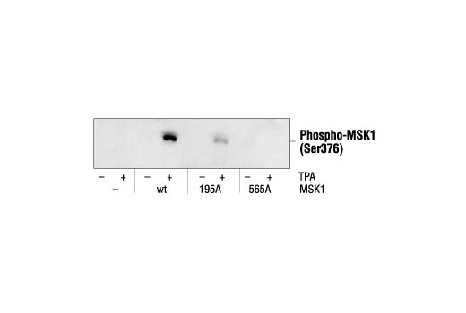 Western Blotting Image 3: Phospho-MSK1 (Ser376) Antibody
