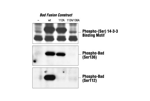 Western Blotting Image 1: Phospho-(Ser) 14-3-3 Binding Motif Antibody
