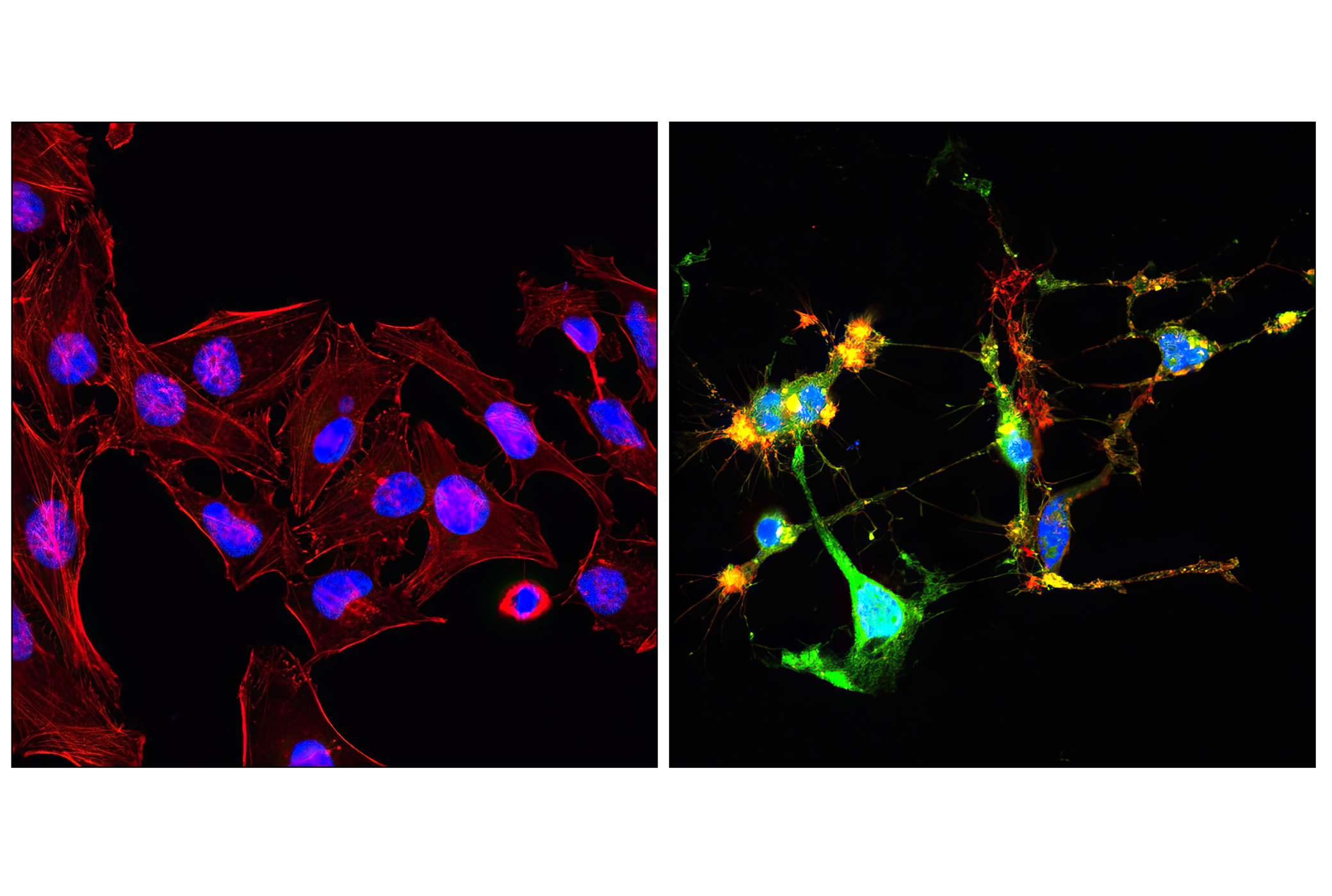 Cleaved Caspase-3 (Asp175) (D3E9) Rabbit mAb (Alexa Fluor® 488 ...