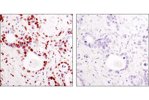 Immunohistochemistry Image 1: Acetyl-Histone H3 (Lys9) (C5B11) Rabbit mAb (BSA and Azide Free)