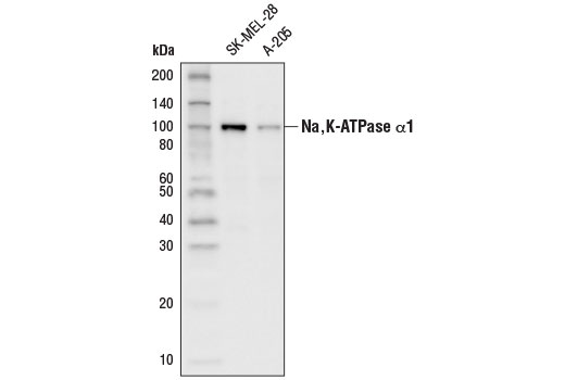 Western Blotting Image 1: Na,K-ATPase α1 (D4Y7E) Rabbit mAb (HRP Conjugate)
