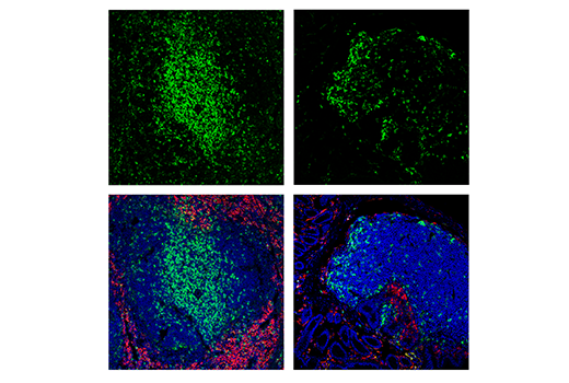 Immunofluorescence Image 1: CD4 (RM4-5) Rat mAb (FITC Conjugate)