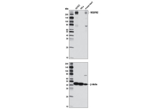 Western Blotting Image 1: VEGF Receptor 2 (D5B1) Rabbit mAb (BSA and Azide Free)