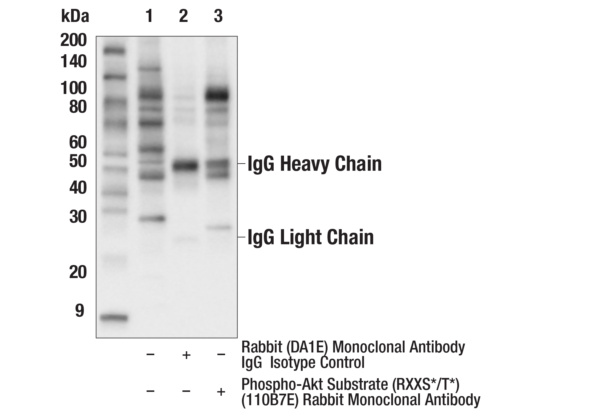 undefined Image 17: Phospho-(Ser/Thr) Kinase Substrate Antibody Sampler Kit