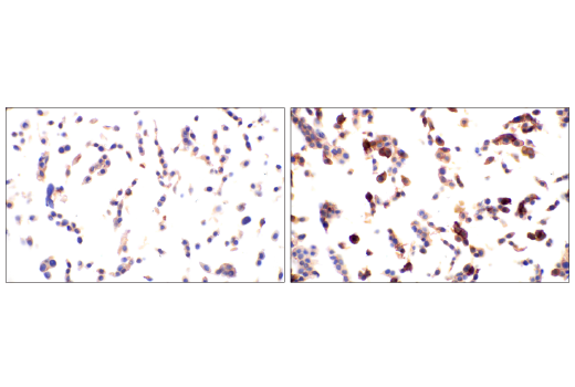 Immunohistochemistry Image 1: Phospho-Tyrosine (4G10) Mouse mAb