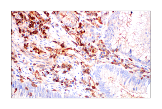 Immunohistochemistry Image 5: Phospho-Tyrosine (4G10) Mouse mAb