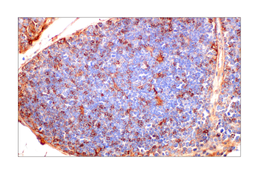 Immunohistochemistry Image 7: Phospho-Tyrosine (4G10) Mouse mAb