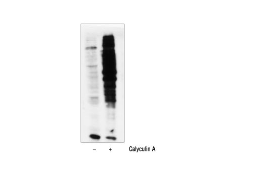 Western Blotting Image 1: Phospho-(Ser/Thr) PKA Substrate Antibody