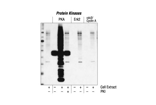 Western Blotting Image 2: Phospho-(Ser/Thr) PKA Substrate Antibody