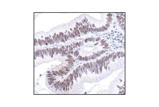 Immunohistochemistry Image 1: Phospho-(Ser/Thr) PKA Substrate Antibody