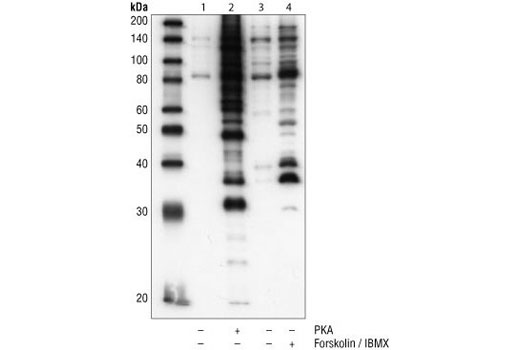 Western Blotting Image 1: Phospho-PKA Substrate (RRXS*/T*) (100G7E) Rabbit mAb