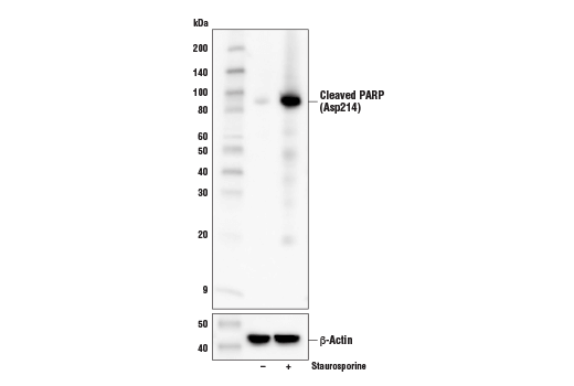 Western Blotting Image 1: Cleaved PARP (Asp214) (D6X6X) Rabbit mAb (BSA and Azide Free)
