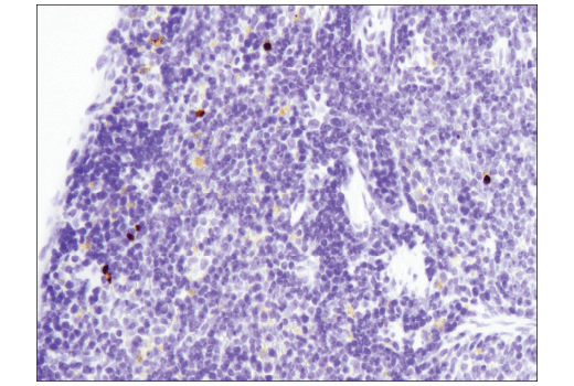 Immunohistochemistry Image 5: Cleaved PARP (Asp214) (D6X6X) Rabbit mAb (BSA and Azide Free)