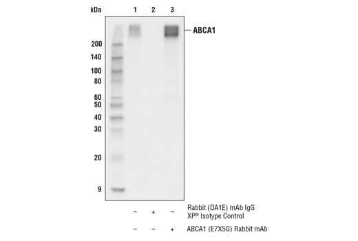 Immunoprecipitation Image 1: ABCA1 (E7X5G) Rabbit mAb
