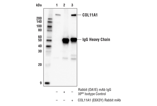 Immunoprecipitation Image 1: COL11A1 (E6X3Y) Rabbit mAb
