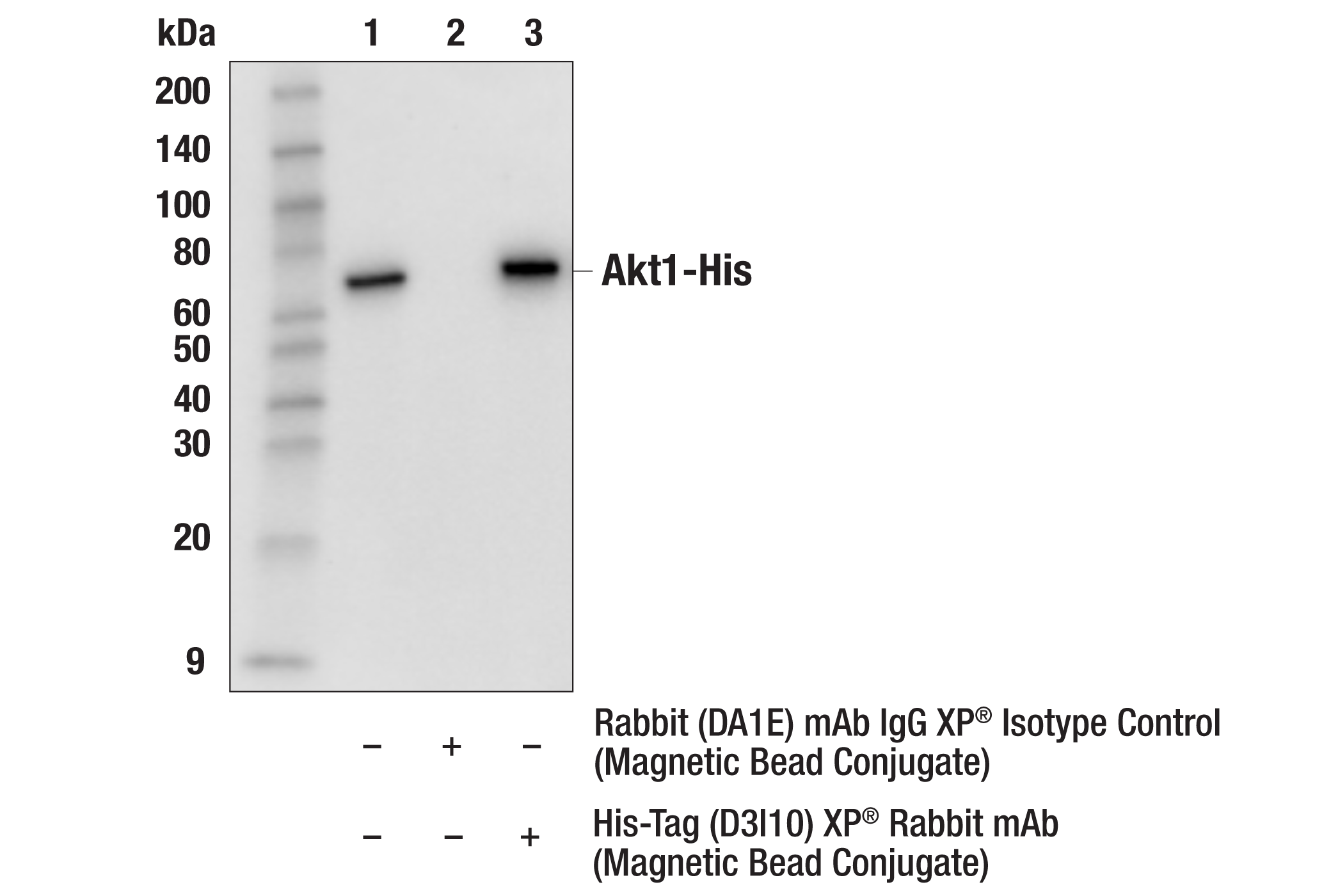 Immunoprecipitation Image 1: His-Tag (D3I1O) XP® Rabbit mAb (Magnetic Bead Conjugate)