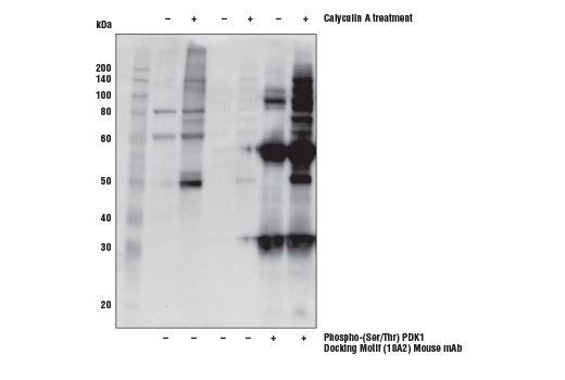 Immunoprecipitation Image 1: Phospho-(Ser/Thr) PDK1 Docking Motif (18A2) Mouse mAb