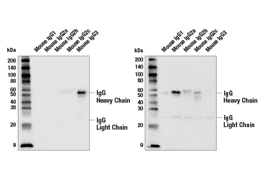 Western Blotting Image 1: Goat Anti-Mouse IgG3 Antibody (AP Conjugate)
