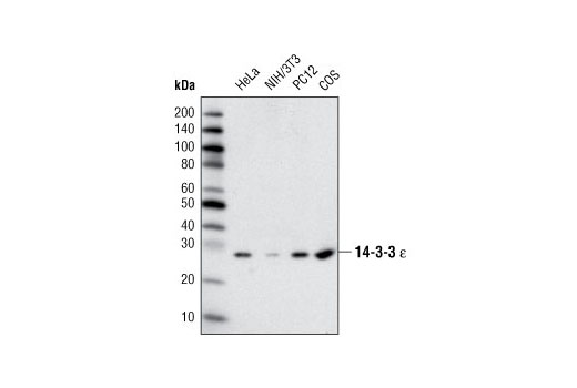  Image 5: 14-3-3 Family Antibody Sampler Kit