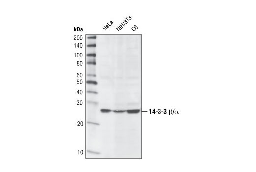 Western Blotting Image 1: 14-3-3 β/α Antibody