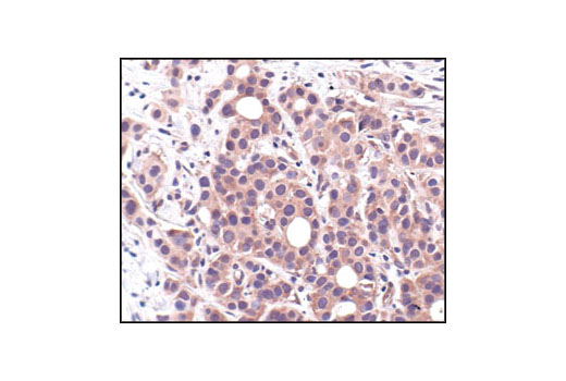 Immunohistochemistry Image 1: 14-3-3 τ Antibody