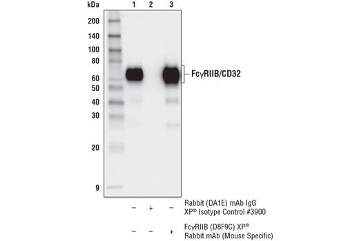 Immunoprecipitation Image 1: FcγRIIB (D8F9C) XP® Rabbit mAb (Mouse Specific)