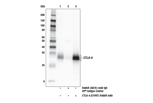 Immunoprecipitation Image 1: CTLA-4 (E1V6T) Rabbit mAb