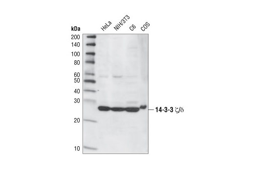 Western Blotting Image 1: 14-3-3 ζ/δ Antibody