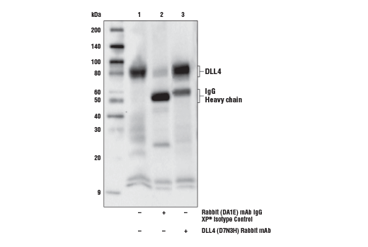 Immunoprecipitation Image 1: DLL4 (D7N3H) Rabbit mAb