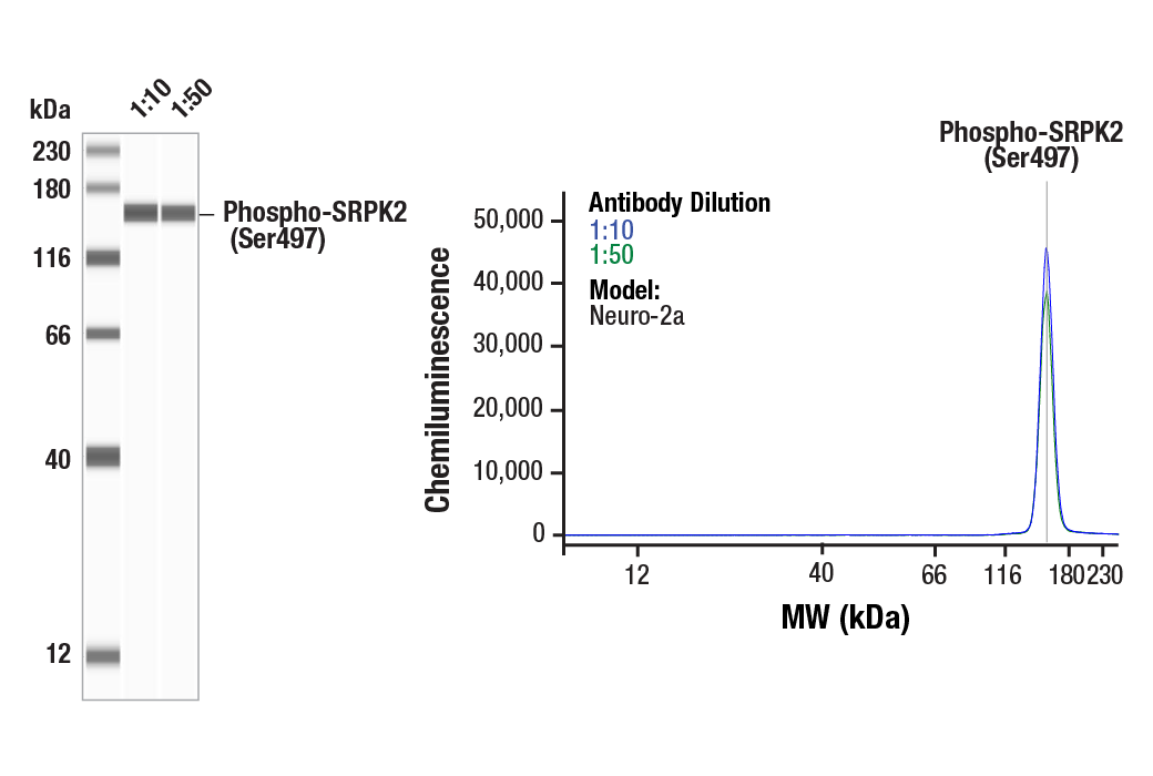 Western Blotting Image 3: Phospho-SRPK2 (Ser497) (E5T6B) Rabbit mAb