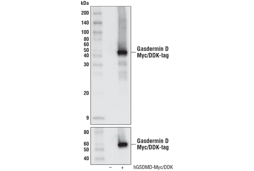 Western Blotting Image 1: Gasdermin D Antibody