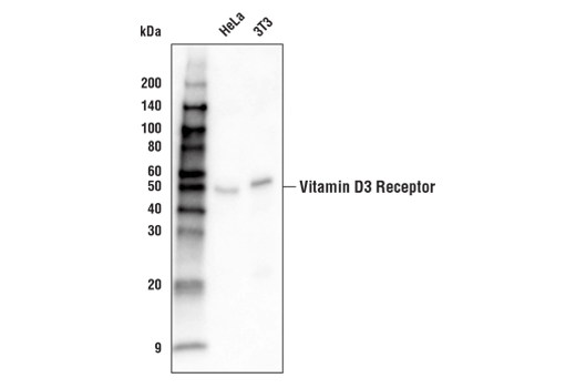 Western Blotting Image 1: Vitamin D3 Receptor (D2K6W) Rabbit mAb (Biotinylated)