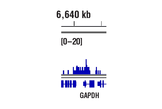 CUT and RUN Image 1: Acetyl-Histone H3 (Lys9) (C5B11) Rabbit mAb