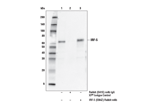 Immunoprecipitation Image 1: IRF-5 (E9I4Z) Rabbit mAb