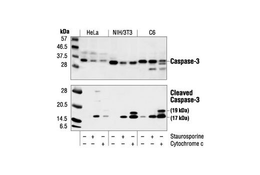 Western Blotting Image 1: Cleaved Caspase-3 (Asp175) Antibody