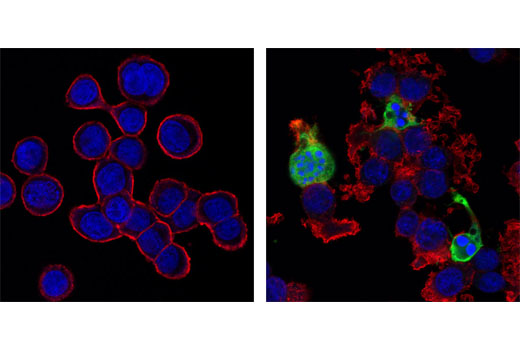 Immunofluorescence Image 1: Cleaved Caspase-3 (Asp175) Antibody