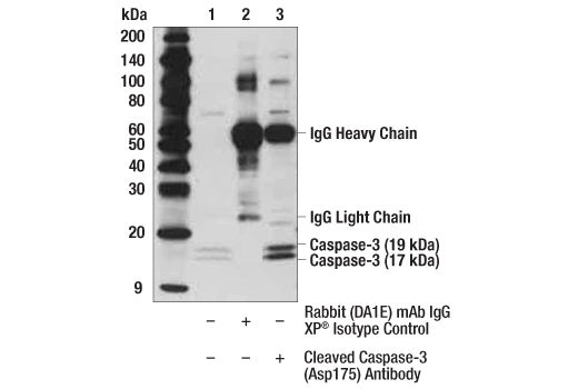 Immunoprecipitation Image 1: Cleaved Caspase-3 (Asp175) Antibody