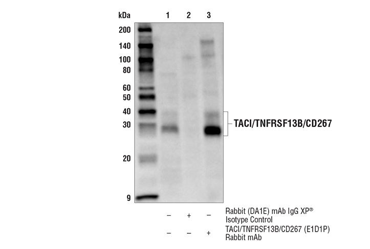 Immunoprecipitation Image 1: TACI/TNFRSF13B/CD267 (E1D1P) Rabbit mAb