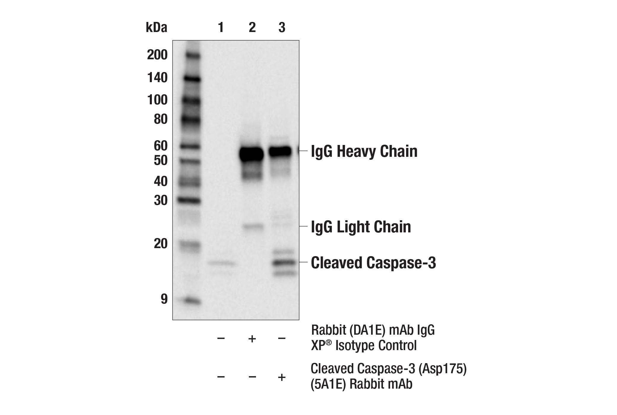 Immunoprecipitation Image 1: Cleaved Caspase-3 (Asp175) (5A1E) Rabbit mAb