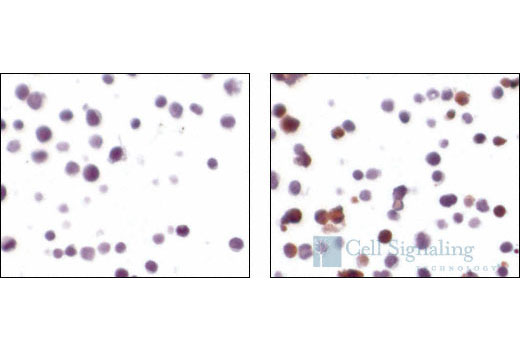  Image 8: PhosphoPlus® Caspase-3 (Cleaved, Asp175) Antibody Duet