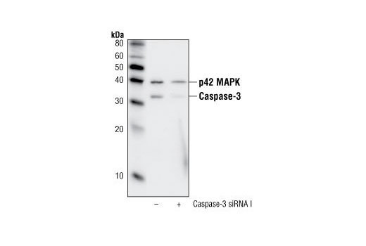  Image 14: Effector Caspases and Substrates Antibody Sampler Kit